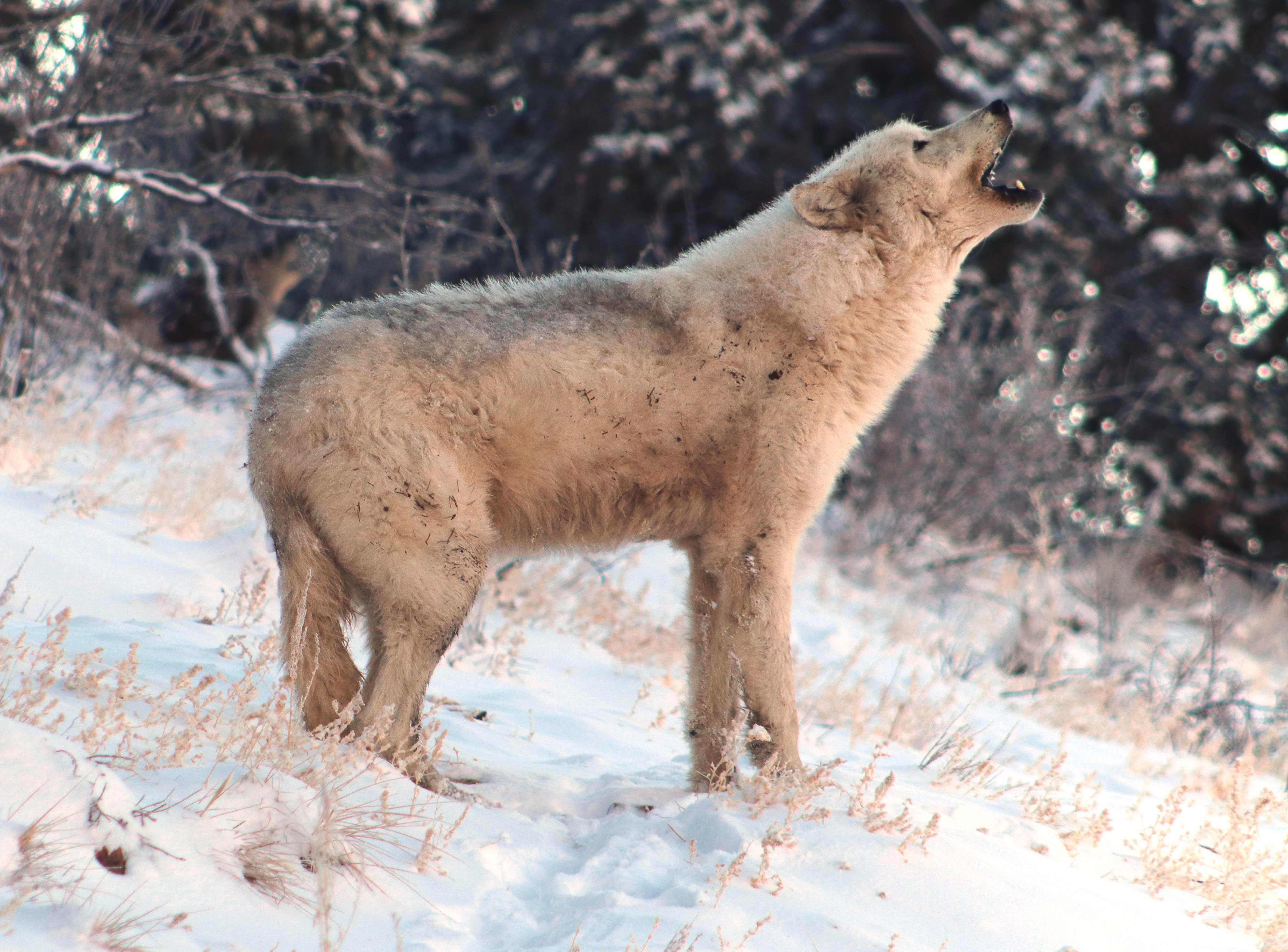 Illiamna Howling