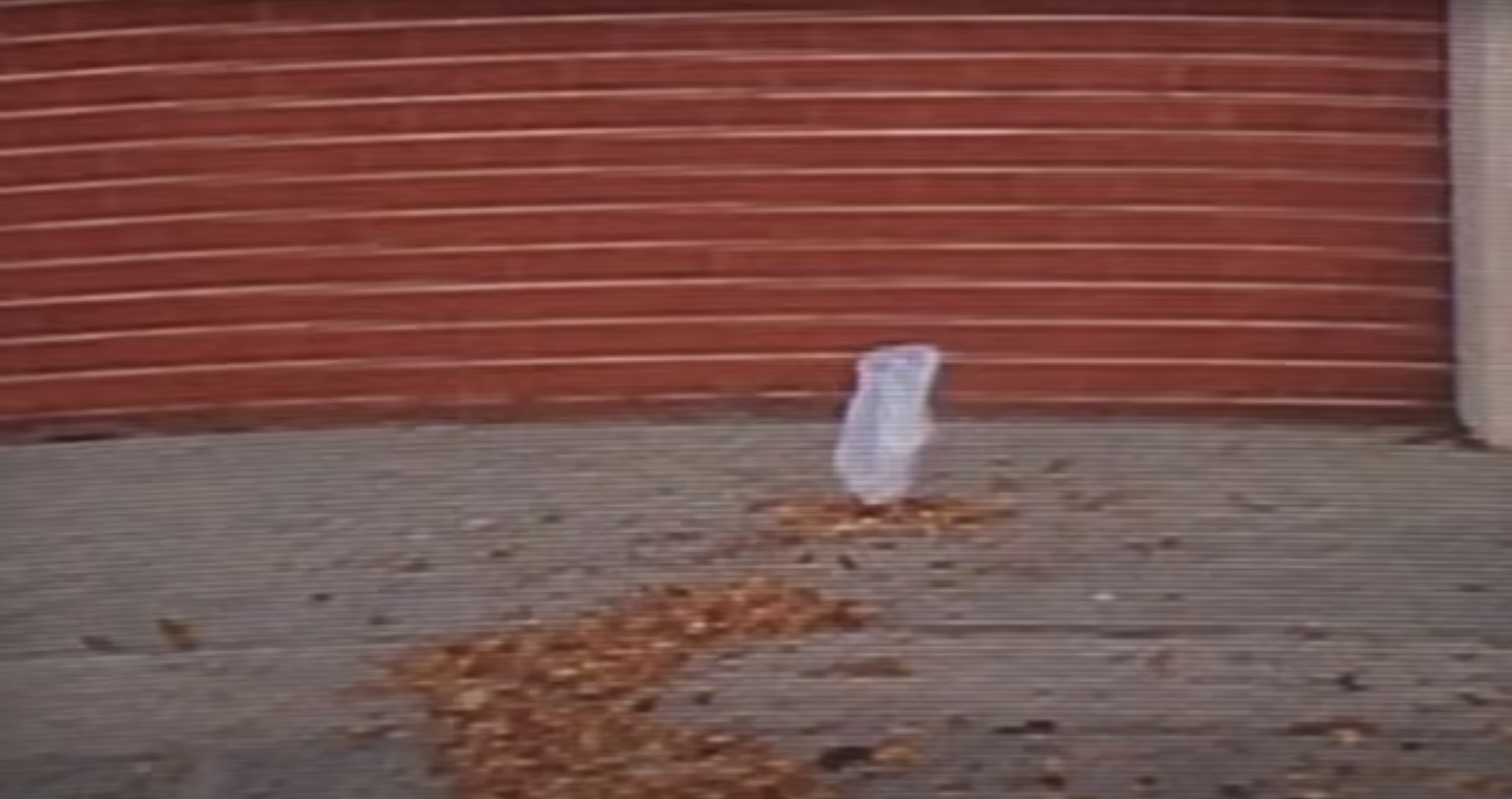 A Dancing plastic bag in a scene from the film American Beauty (Thomas Newman)