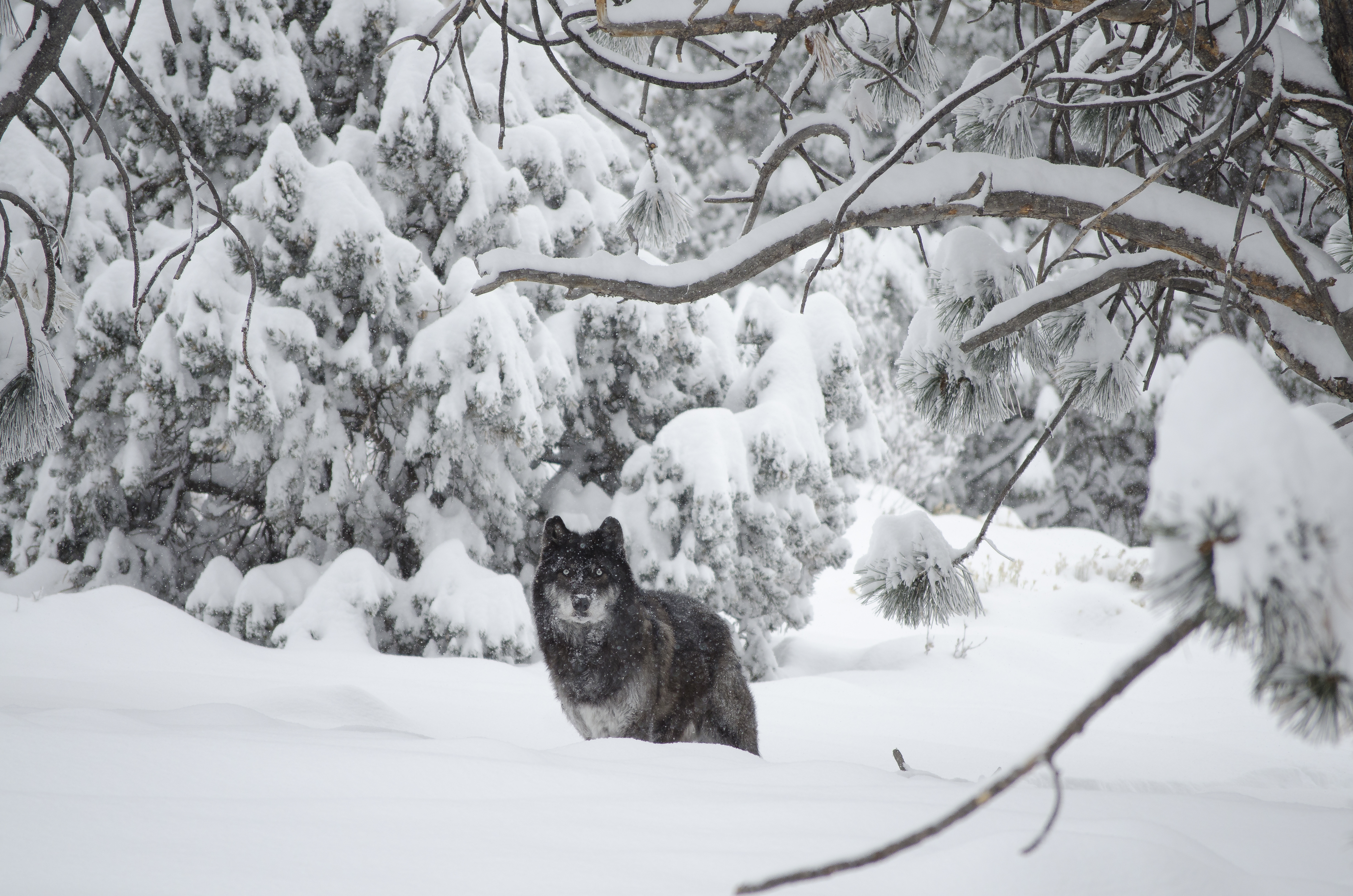 wolf in snowy forest