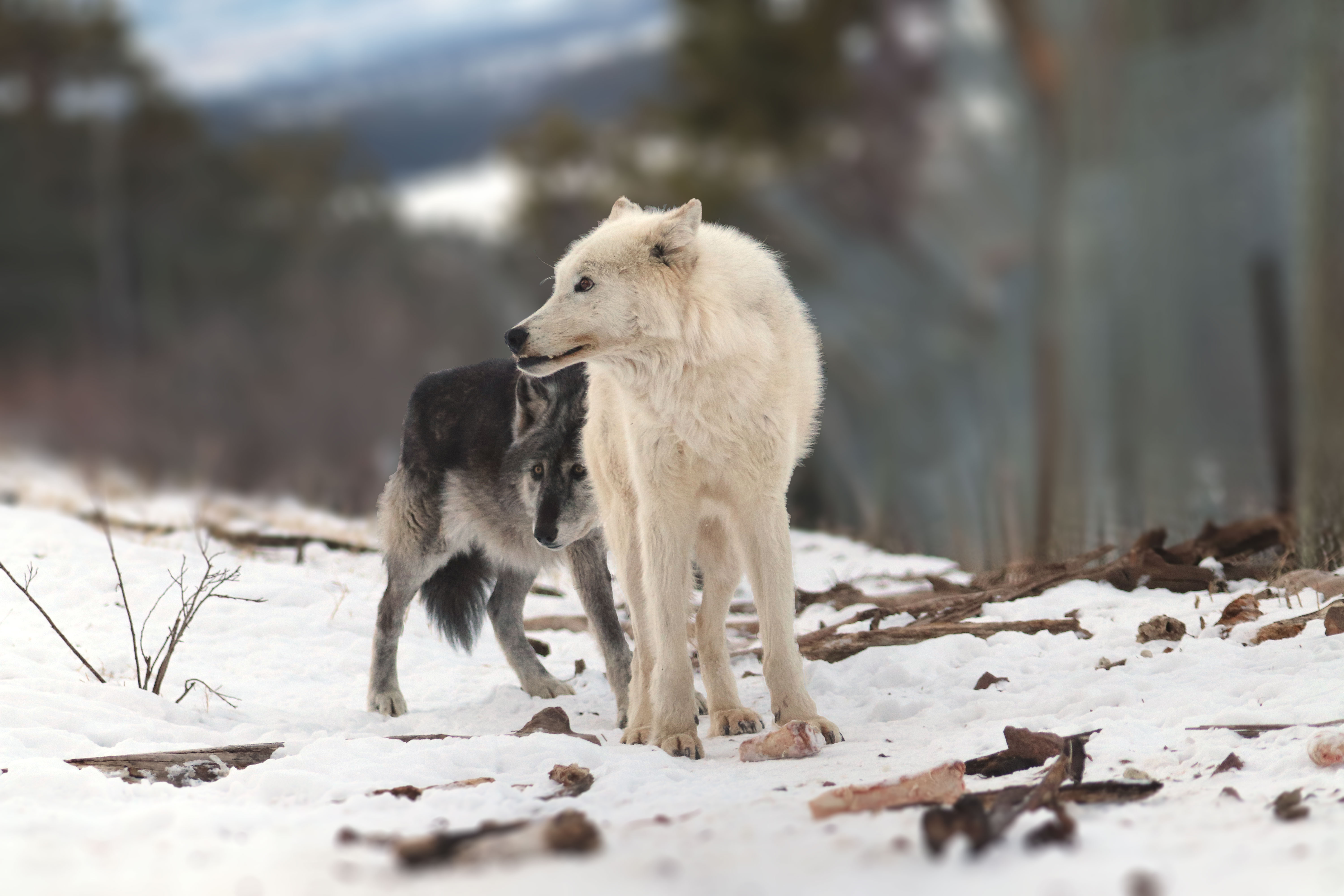two wolves