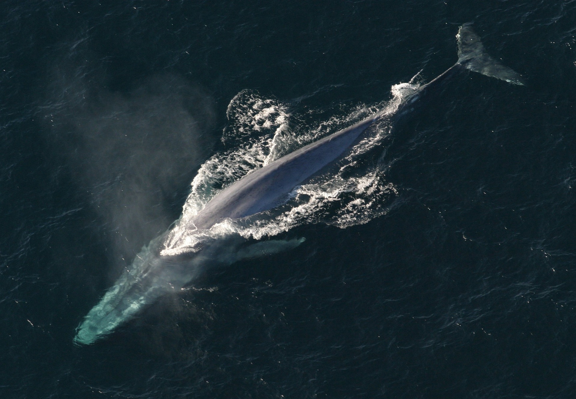 aerial view of whale in water