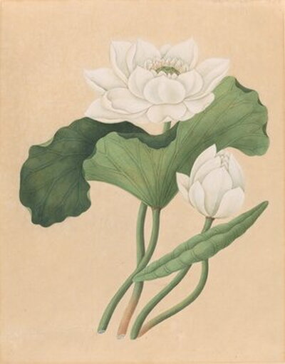 illustration of a flower