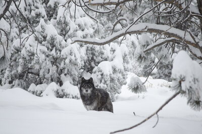 wolf in snowy forest