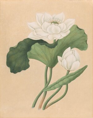 British 19th century, East Indian Lotus