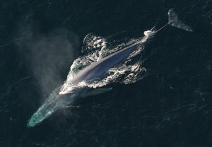 aerial view of whale in water