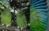 Image of two Puerto Rican Parrots and a closeup of a green and blue wing